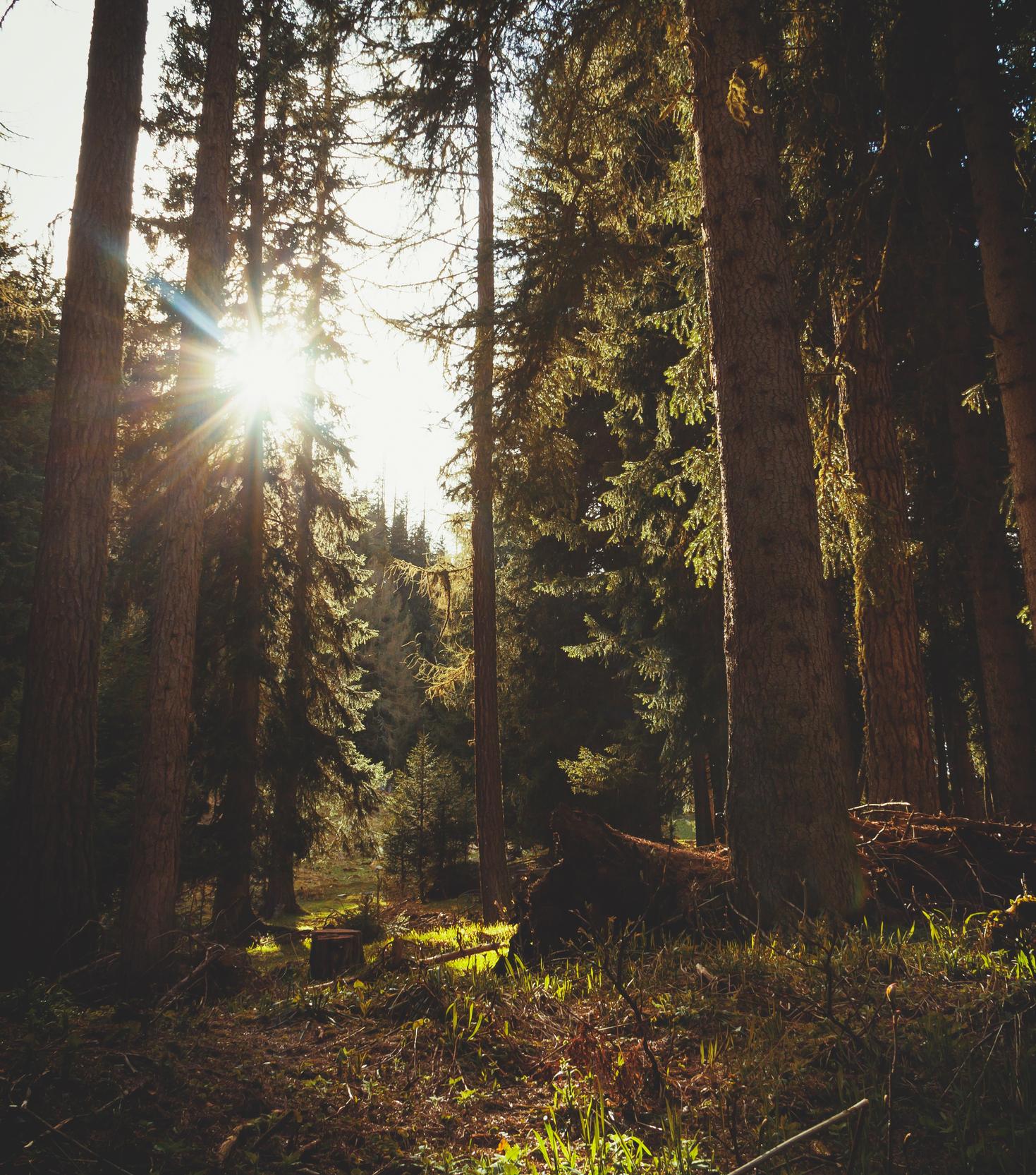 Ut vitae consequatur ut accusamus reiciendis