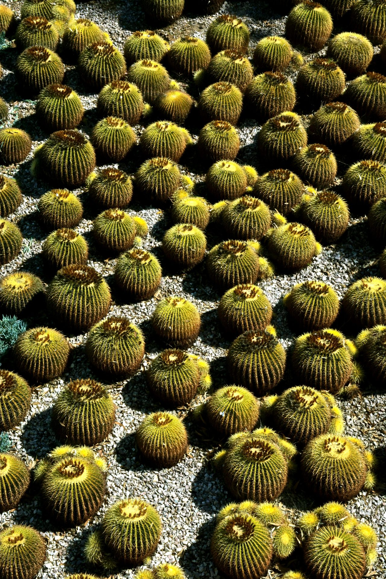 Cacti loving this heat wave.